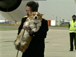 Royal Corgis at Heathrow
