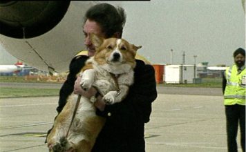 Royal Corgis at Heathrow